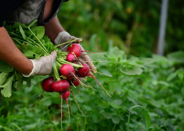 Astuce urbaine : créez votre espace parfait pour cultiver des légumes-racines en milieu urbain