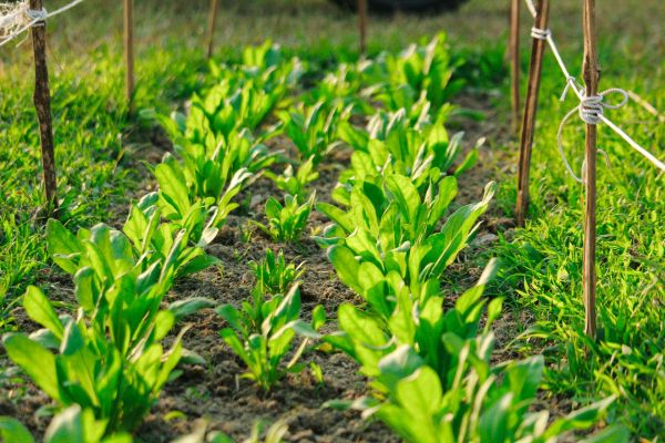 Découvrez comment créer un jardin de légumes à feuilles réussi : le guide ultime sans erreurs